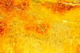 Polished Colombian Copal ( g) - Contains Spider & Flies! #364284-1
